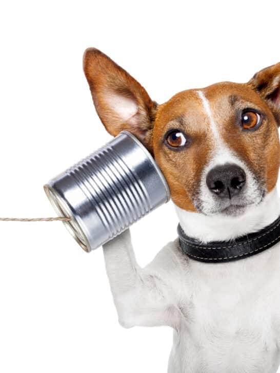 AI and animals: Can Technology Break the Language Barrier?