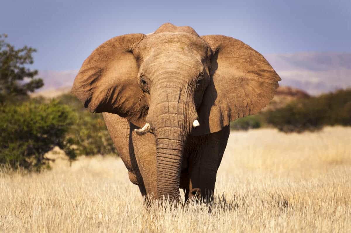 elephant