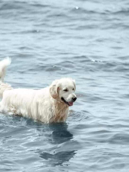 Golden Retriever Fishes For His Mom
