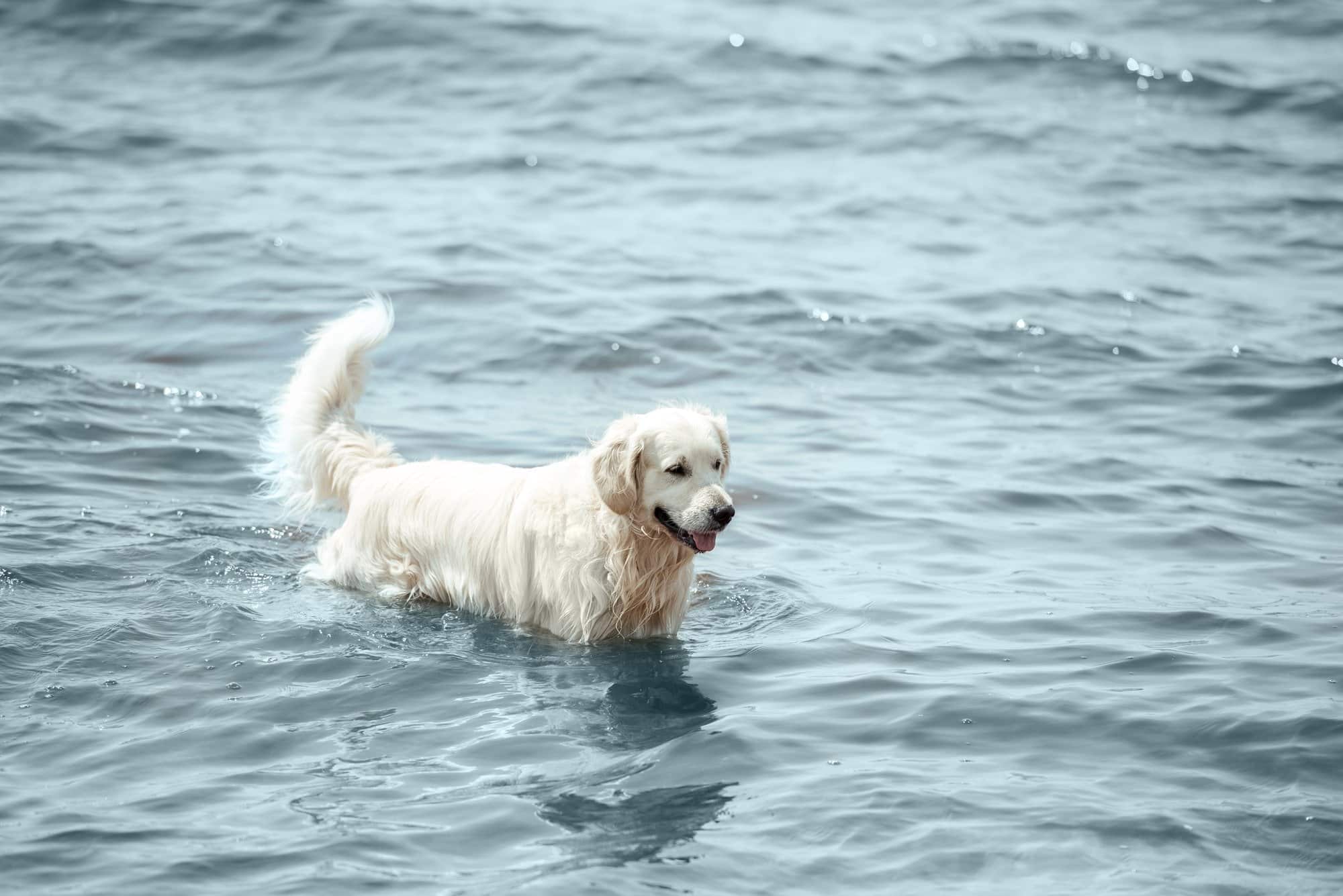 Golden Retriever in water