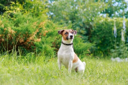 13 Dogs That Love Fetch And 3 That Just Watch the Ball