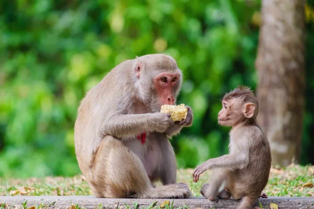 Monkey with baby sitting in the nature