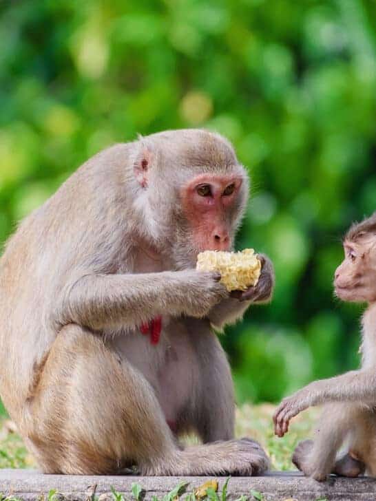 Monkey Business: Bali’s Clever Macaques Are Stealing Tourists’ Phones for Ransom!