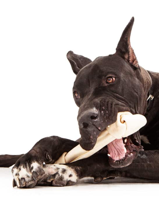 How Much Protein Does Your Dog Need?