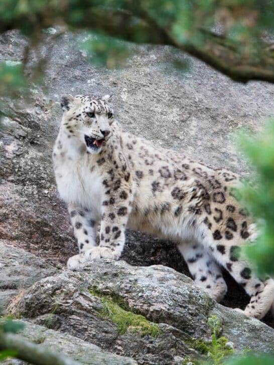 Masters of Disguise: The World&rsquo;s Most Elusive Animals