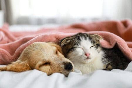 Top 10 Emotional Support Animals