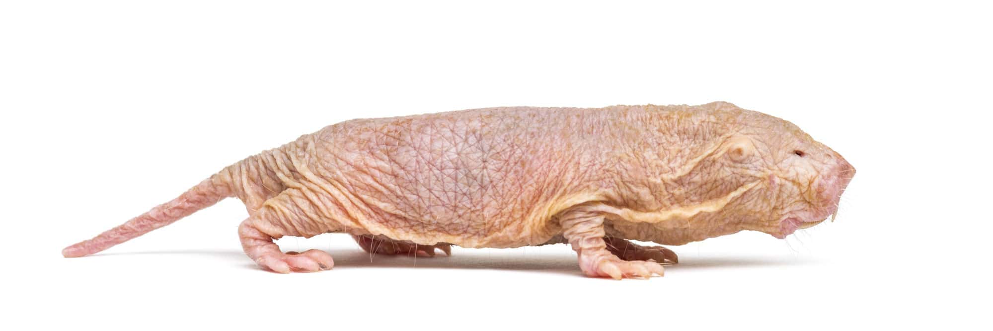 naked mole rat