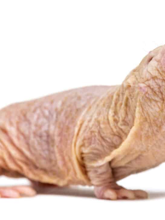 Scientists Reveal that Naked Mole Rat Queens Communicate with Her Feces