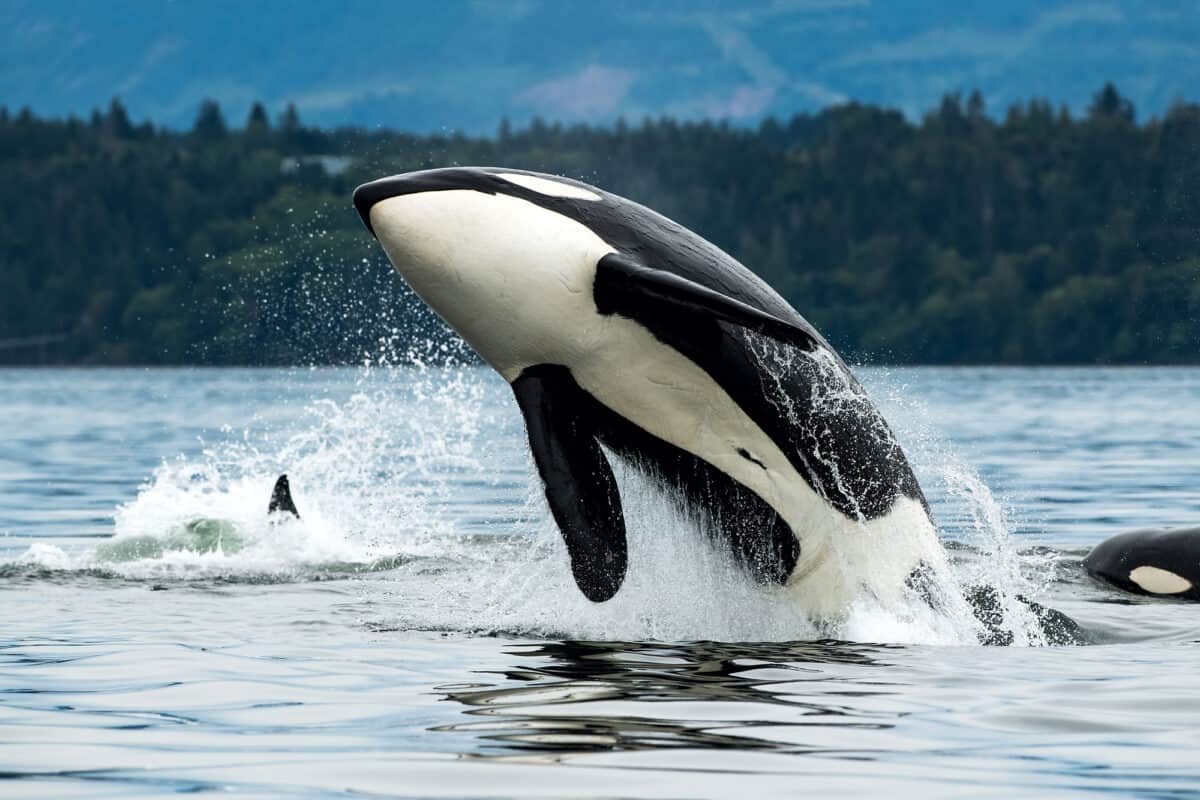 A Bigg's orca whale jumping out of the sea in Vancouver Island, Canada.