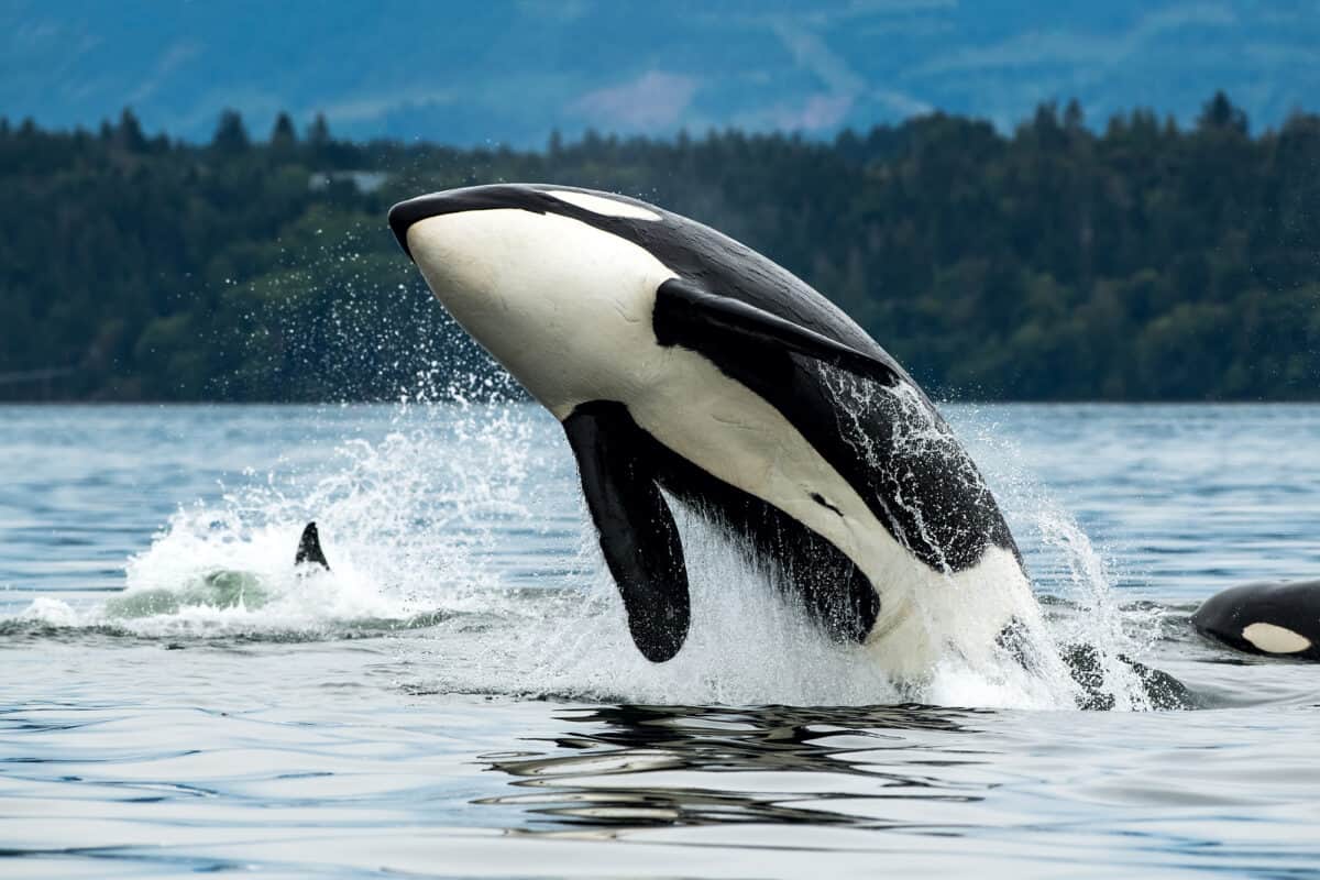 orca 