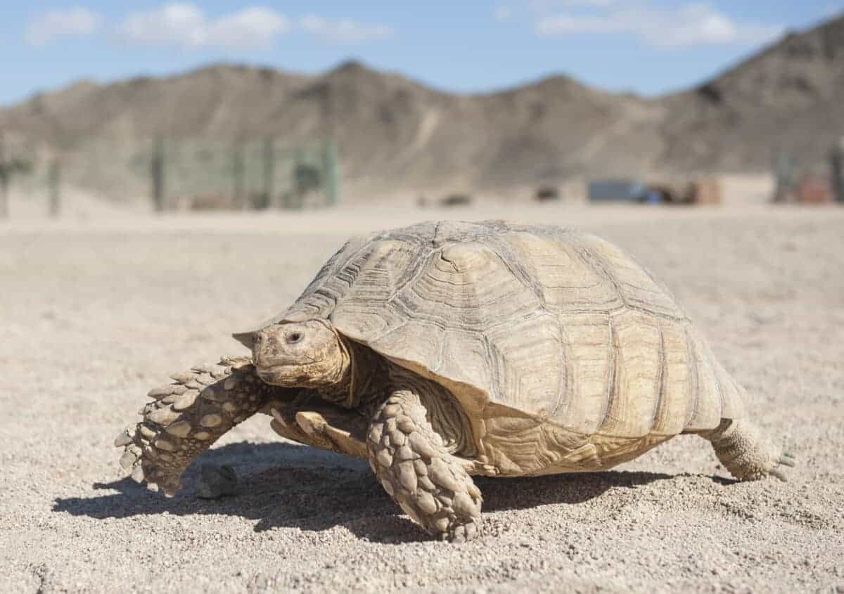 desert tortoise