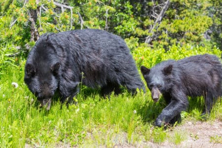 Bear Gives Construction Workers A Fright