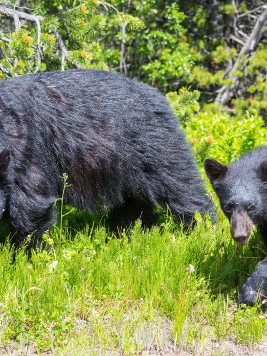 Bear Gives Construction Workers A Fright
