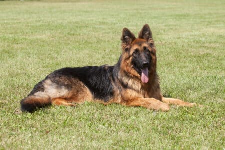 Meet Dog Breeds Better Than Your Home Security System
