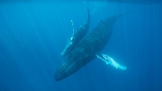Mother and calf Humpback whales.