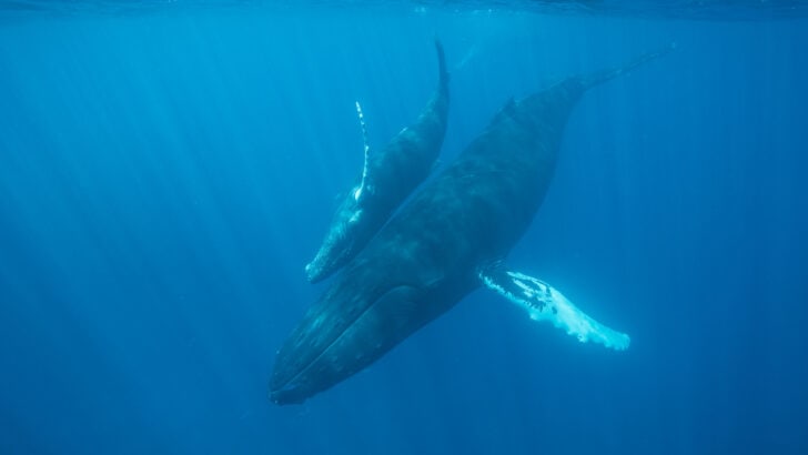 Watch: Kayaker Has A Stunning Encounter With A Whale And Its Calf