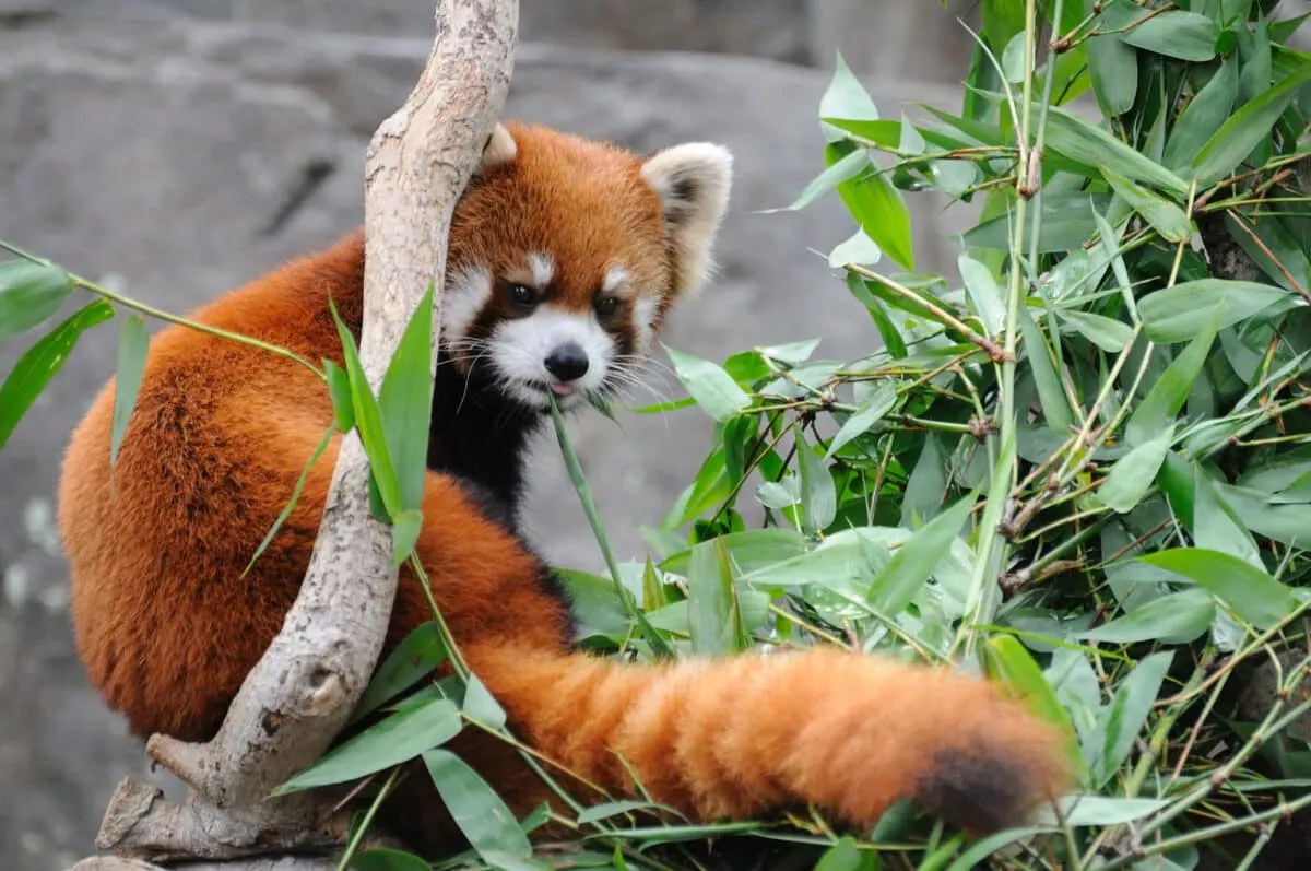 Close up of red panda, via Depositphotos.