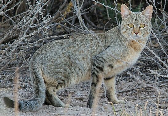 Wildcat Revival: A Second Chance for Scotland&rsquo;s Wildcats