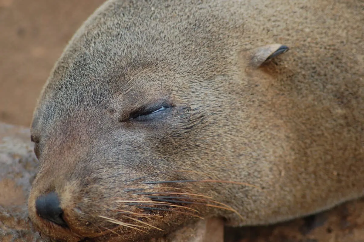 cape fur seal