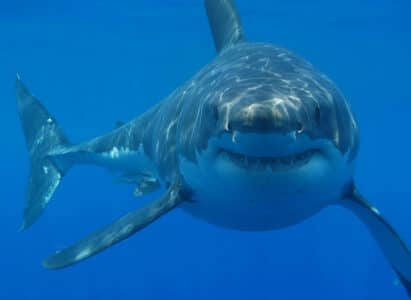 Shark Repellents Are Myth Or Reality