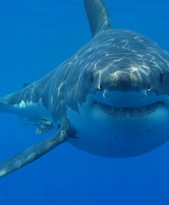 Shark Repellents Are Myth Or Reality