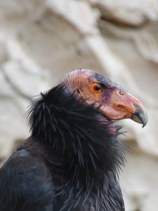 Protecting Precious Birds: A Call to Save the California Condor