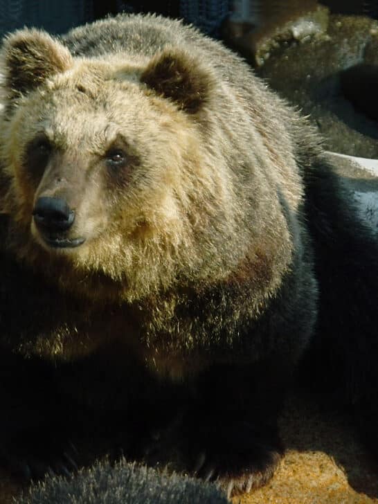 Bear Attacks in Japan Become a Growing Concern
