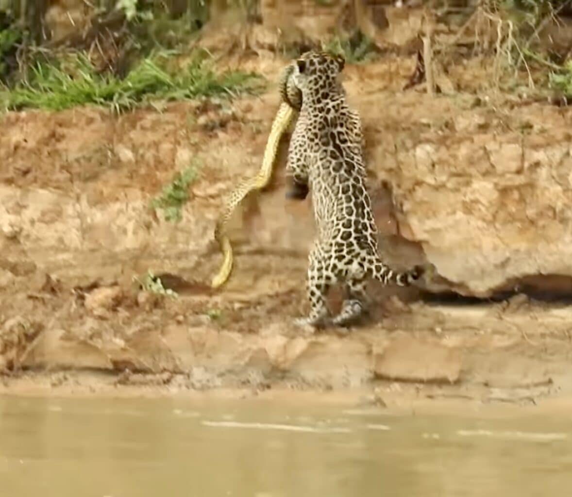 Leopard attacking anaconda