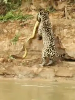 Leopard attacking anaconda