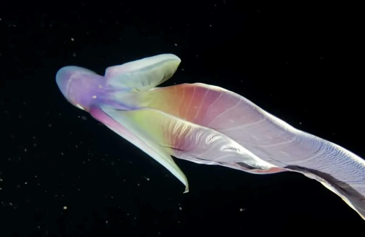 Rainbow blanket octopus