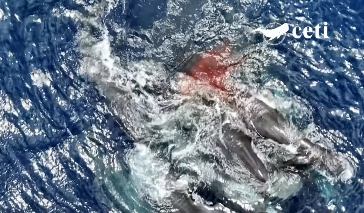 Sperm whale gives birth