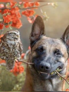 Tanja Brandt's Owlet-Dog Duo