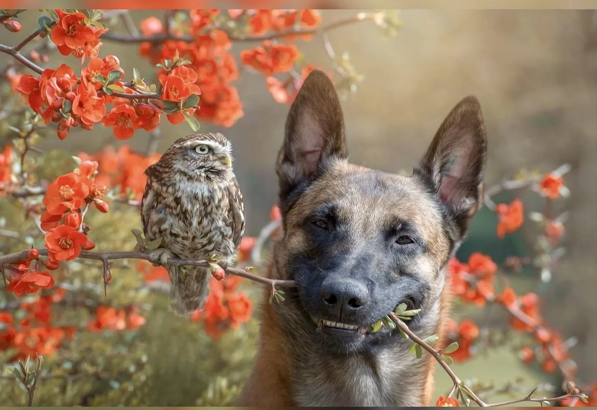 Tanja Brandt's Owlet-Dog Duo