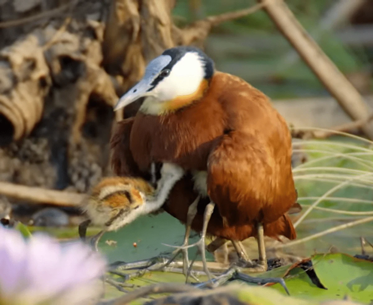 Jacana bird with its chickes