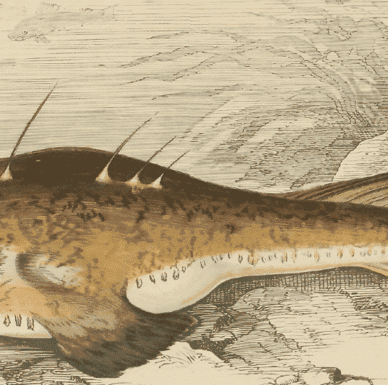 How Anglerfish Use Light to Hunt in the Dark