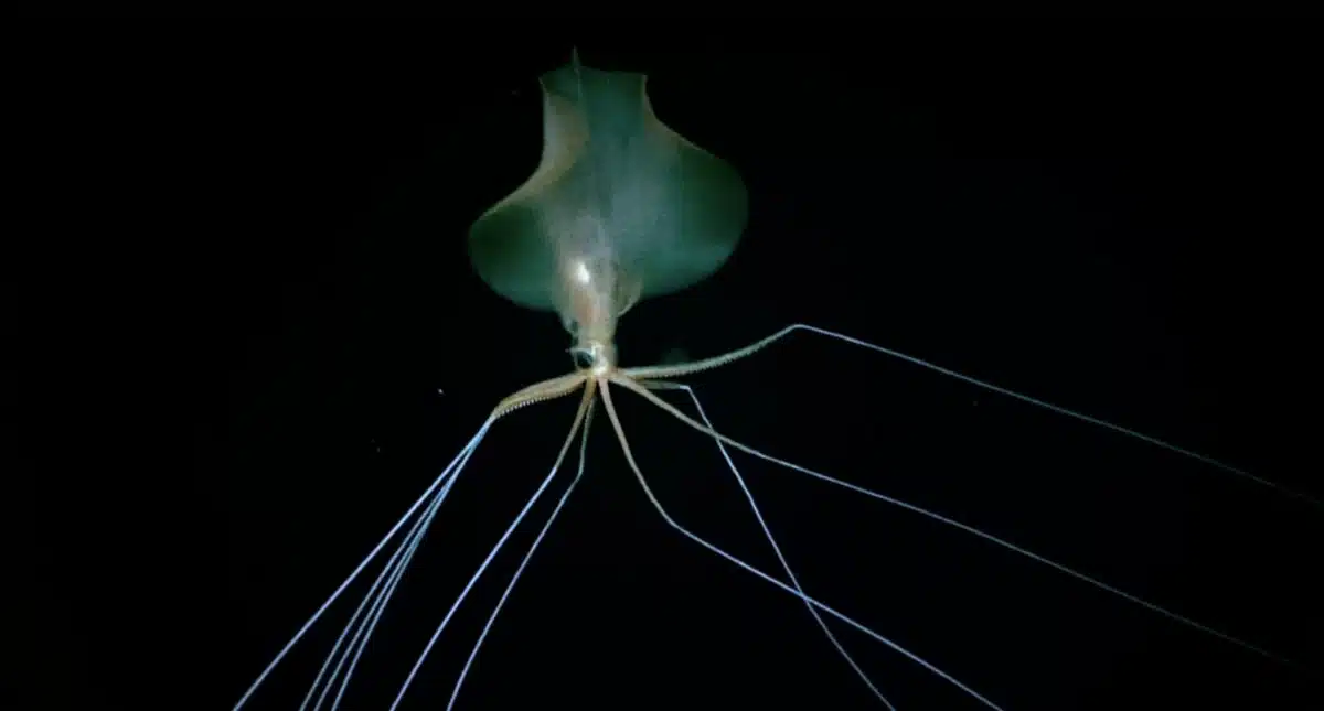 Magnapinna squid, alien sqid