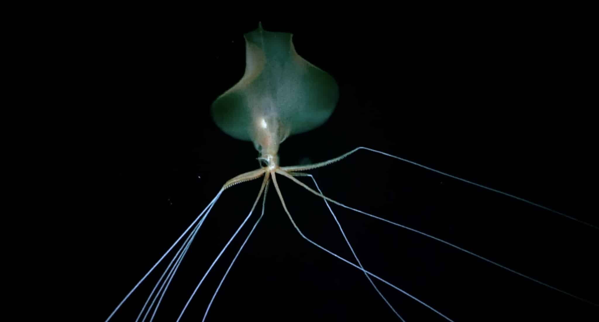 Magnapinna squid, alien sqid