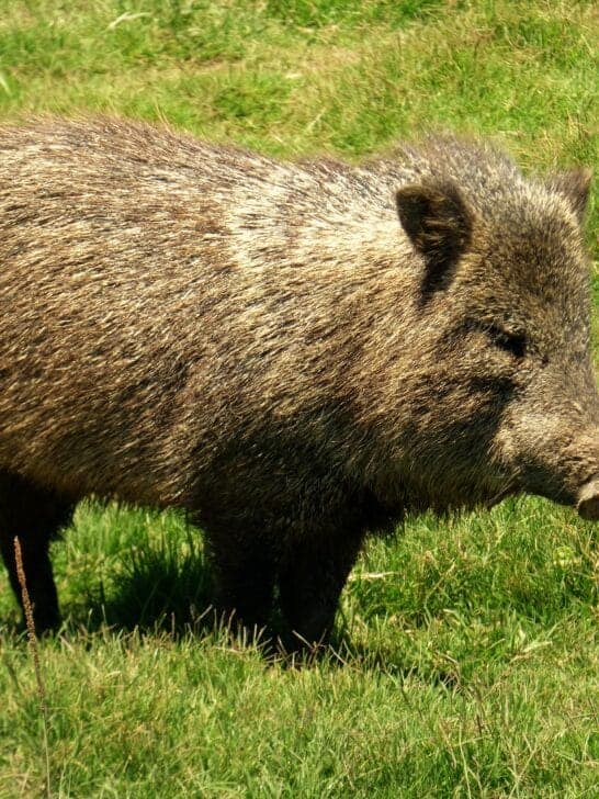 Invasion of Javelinas on Arizona Golf Course