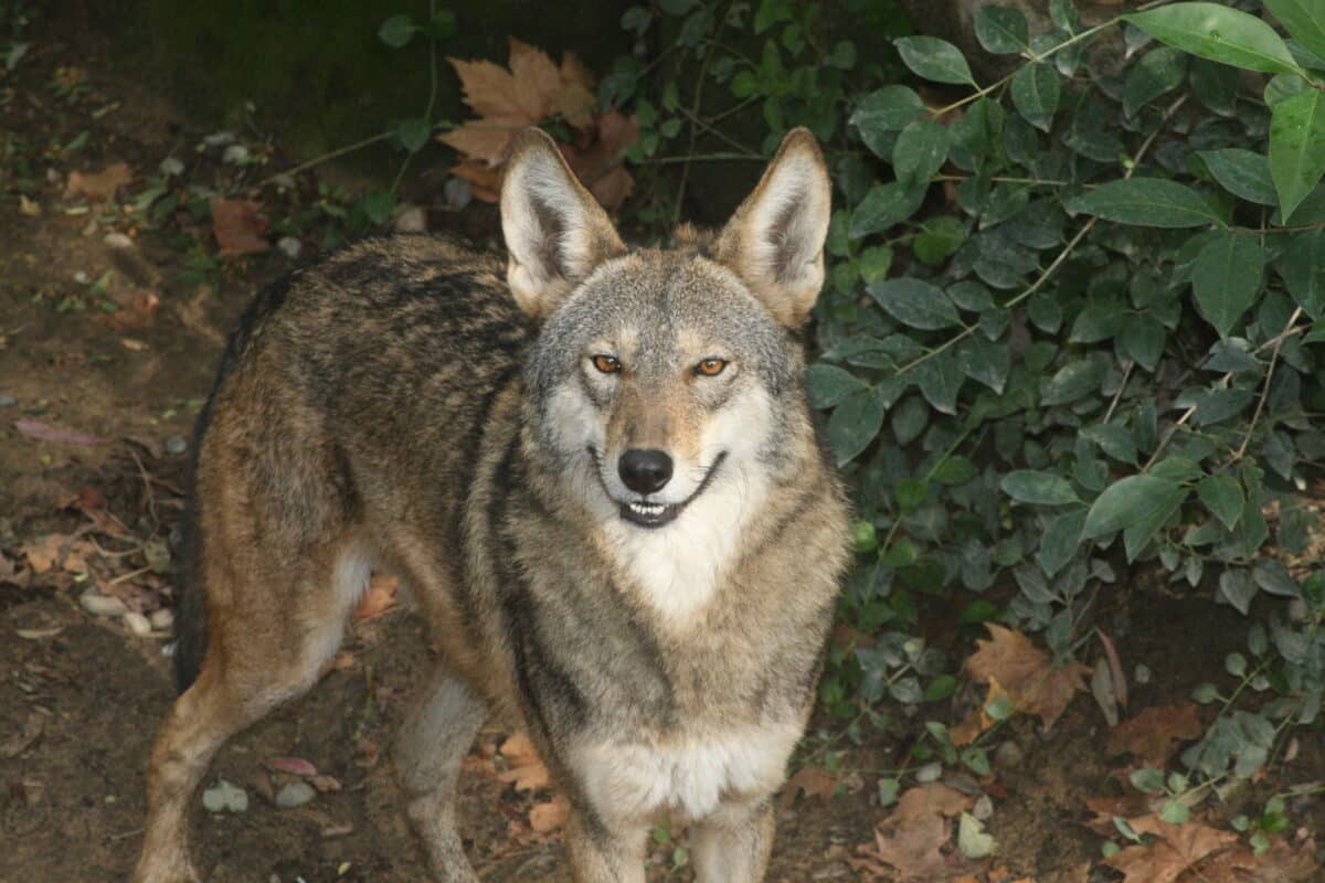 red wolf