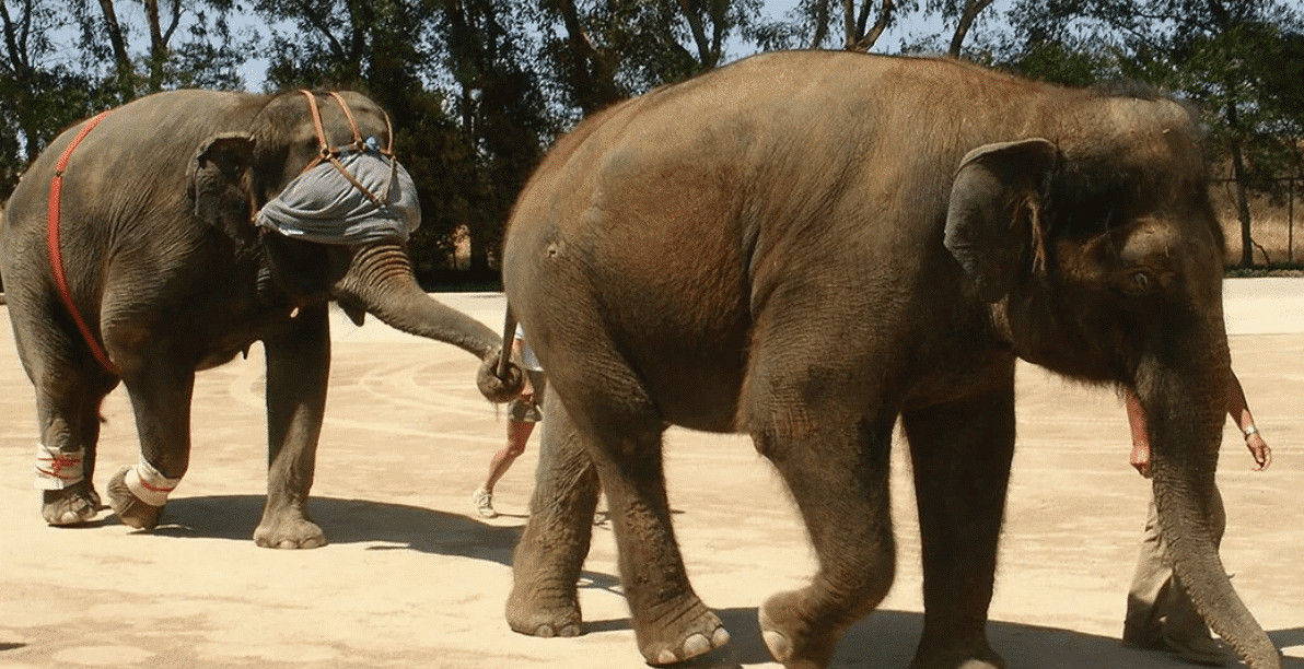 Upsetting an Elephant's Equilibrium: The Blindfold Trick