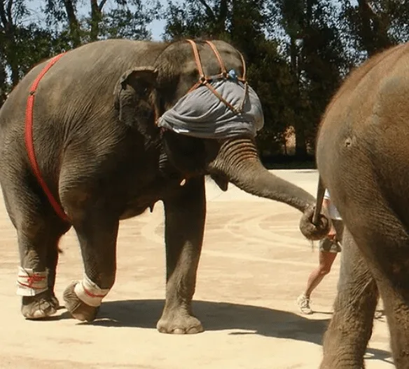 To Knock an Elephant Off Balance, Bring Out a Giant Blindfold