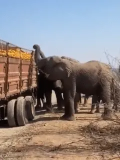 Elephants stealing oranges