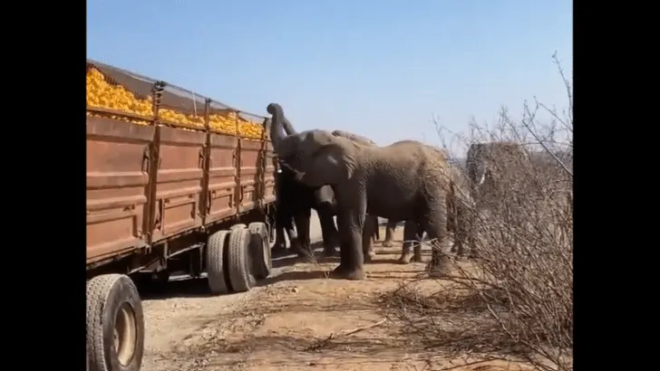 Elephants Have Appetite for Stolen Oranges