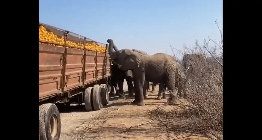 Elephants stealing oranges