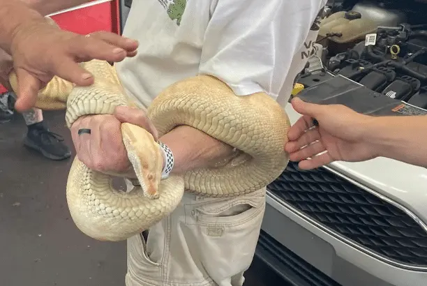 A Slithery Surprise: Mechanics Unearth an 8-Foot Boa Constrictor from a Car Engine!