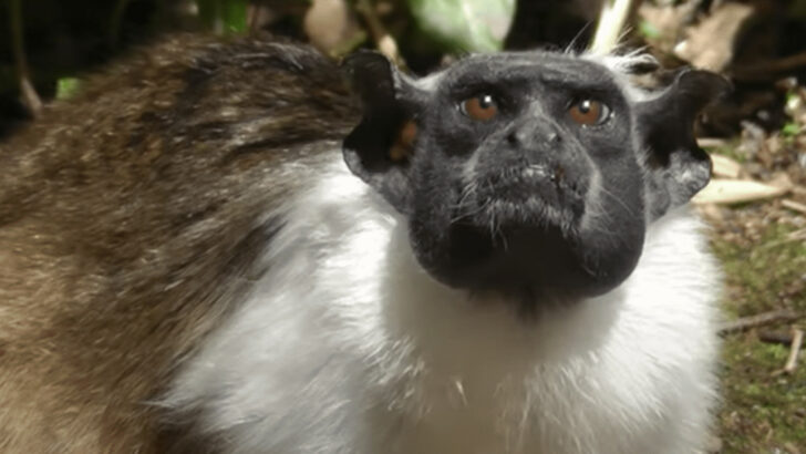 Noise Pollution Threatens Pied Tamarin Monkeys