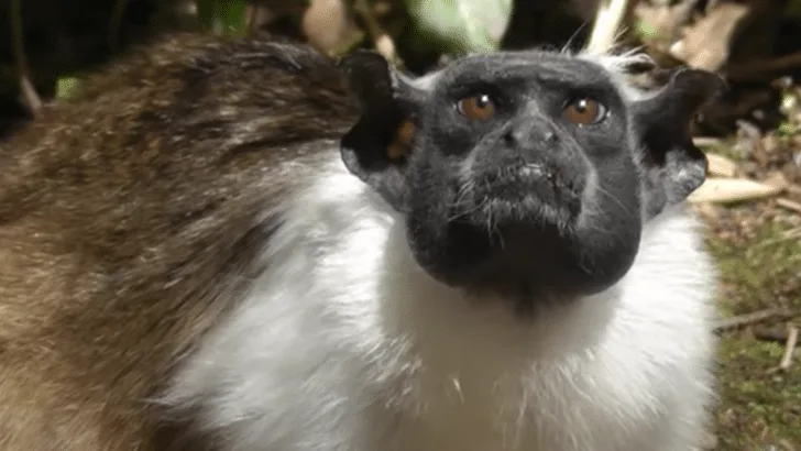 Noise Pollution Threatens Pied Tamarin Monkeys