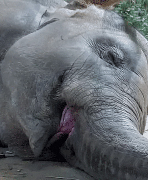 snoring elephant
