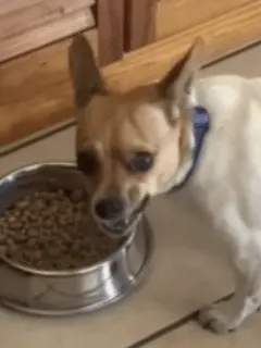 dog eats gourmet food