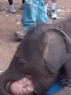 Tourist Receives Cuddles From Baby Elephant